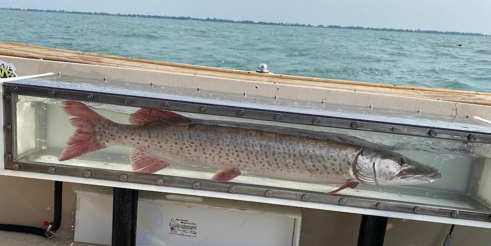 Giant Musky in Tank Huge musky caught on Lake St. Clair